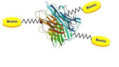 Exclusive Biotinylated Protein Collection