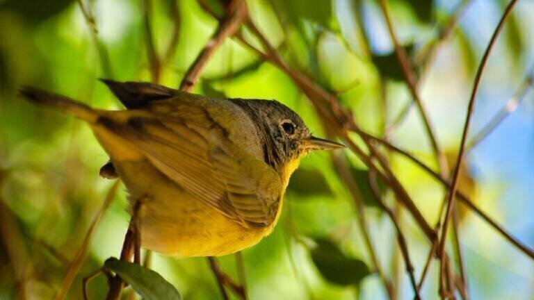 Introducing the Sichuan Bush Warbler – A New Species of Bird