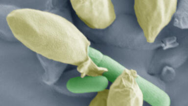 New Insights into Clostridium Spores
