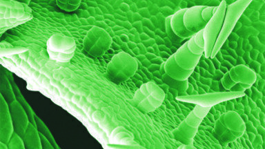 CNAP’s Anti-Malarial Plant given Chinese Approval