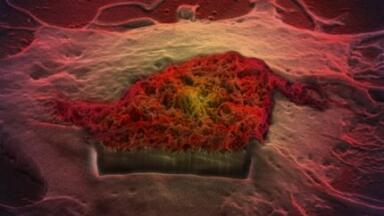 King's Scientists Win Two Wellcome Image Awards