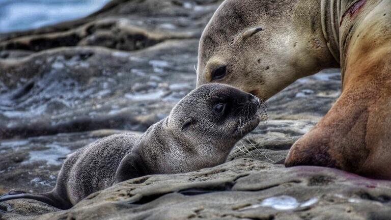 Are New Species Still Born?