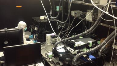 Report on the Research Work of the Iannacone Laboratory to Study virus Responses using Intravital Microscopy