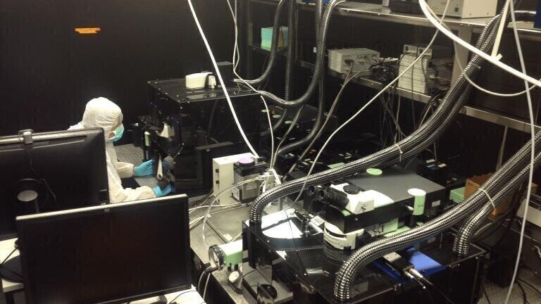 Report on the Research Work of the Iannacone Laboratory to Study virus Responses using Intravital Microscopy