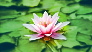 What Would You Name Australia’s Newly Discovered Species of Water-Lily?
