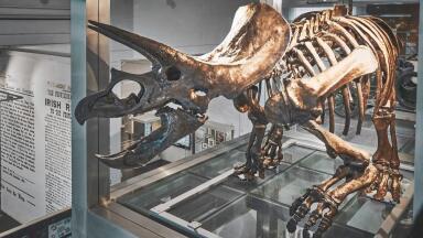 Say Hello to the Regaliceratops!