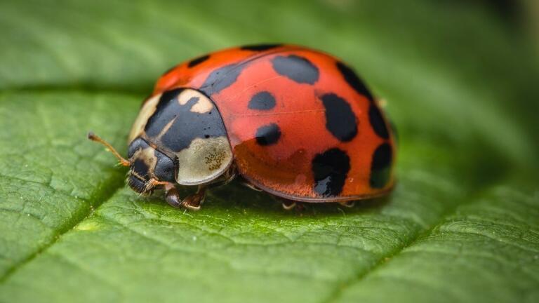 Meet the UK’s Fastest Invading Species! Harlequin Ladybirds.