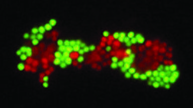 Optimised Fluorescence for Rapid Sepsis Species Identification Assays