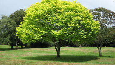 Three Trillion Trees and Counting… But is it Enough?