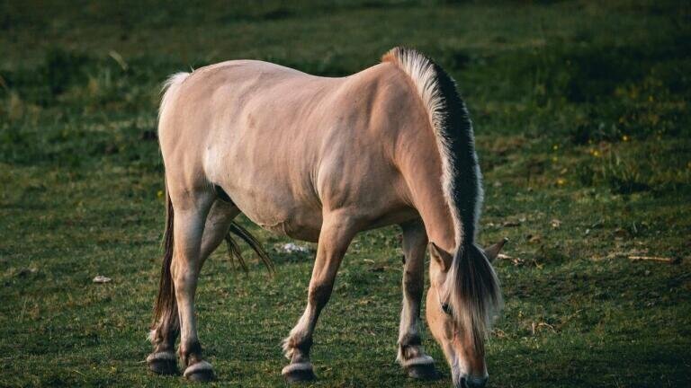 Scientists Sequence World’s Last Wild Horses