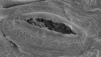 Hidden Dangers of Salmonella wins SfAM Image Competition