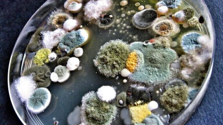 “I never promised you a mould garden” (3rd Place)
By Charmaine Mitchell - Campden BRI Technology Ltd

