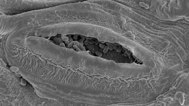 Hidden Dangers of Salmonella wins SfAM Image Competition
