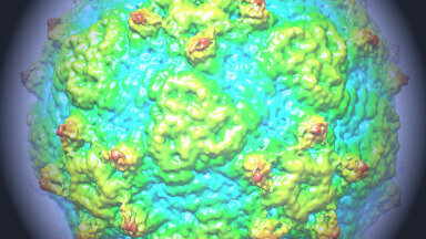 Researchers Solve Structure of Rodent Virus