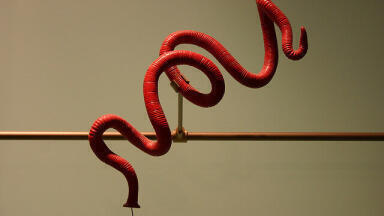 Are Worms the Key to Eternal Youth?