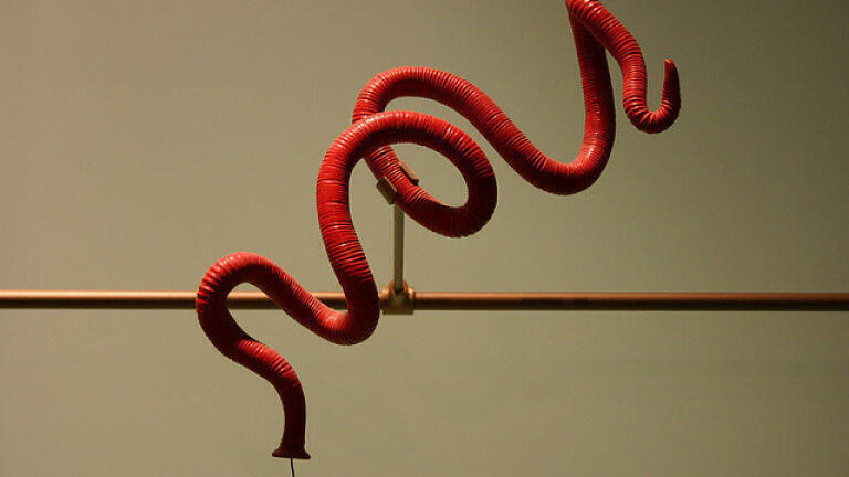 Are Worms the Key to Eternal Youth?