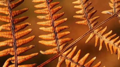 Could a British Fern Be the Next Big Biofuel Source?