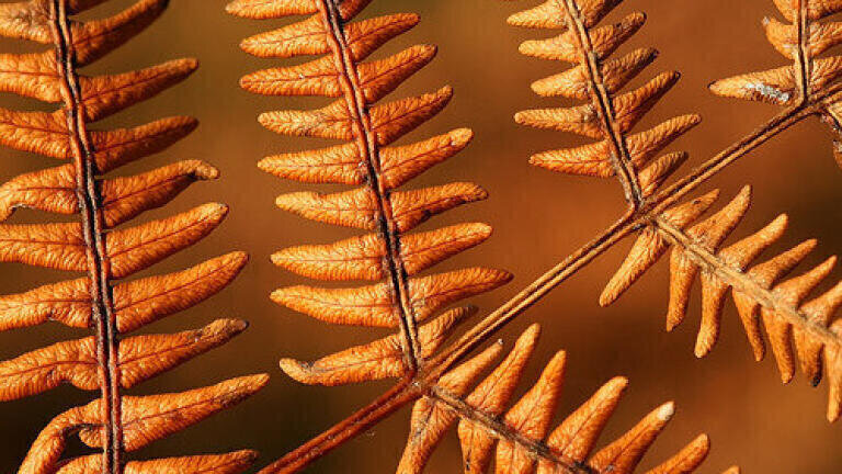 Could a British Fern Be the Next Big Biofuel Source?