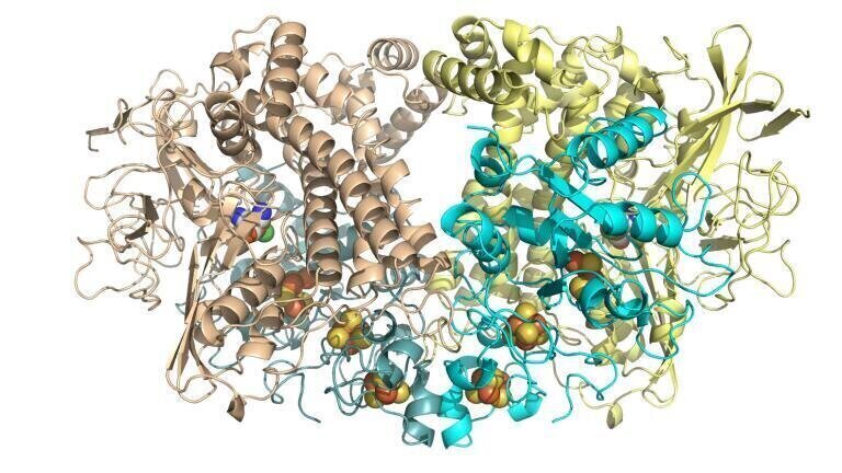 Hyd1 overall cartoon with cofactors
Hydrogenase is made of four chains of protein folded up and holding atoms of nickel and iron buried inside to form a site where hydrogen gas can be split
