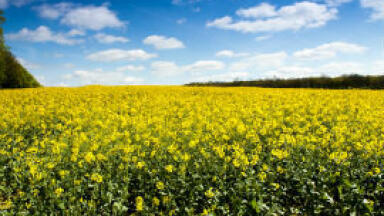 Lubricant potential of oilseed rape –assessment opportunities