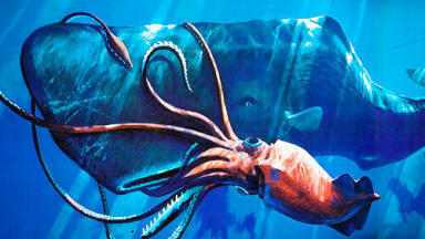 How Big Do Giant Squids Get?
