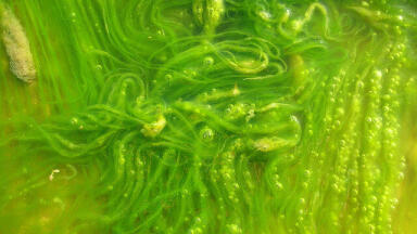 Why Are Food Companies Investing in Algae?