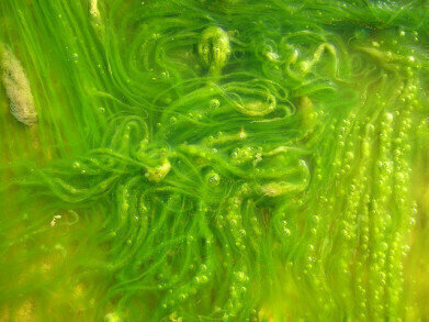 Why Are Food Companies Investing in Algae?
