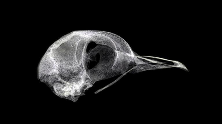 Bird skull scanned using X-ray microtomography, which reveals the complex internal architecture of bird bone. This is both strong and lightweight, and can inspire engineering design in structural components in aerospace.