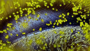 Bee’s Eye View Wins Top Prize