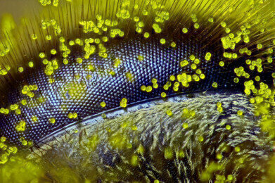 Bee’s Eye View Wins Top Prize
