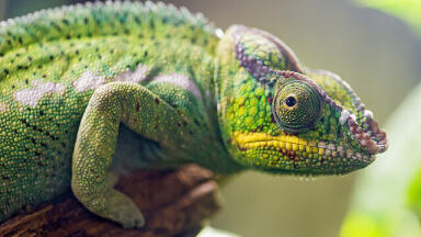 Which Is Faster, a Chameleons Tongue or a Space Shuttle Launch?