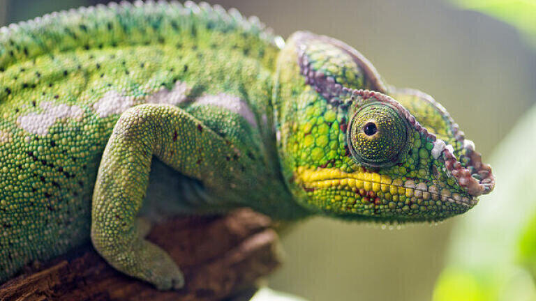 Which Is Faster, a Chameleons Tongue or a Space Shuttle Launch?