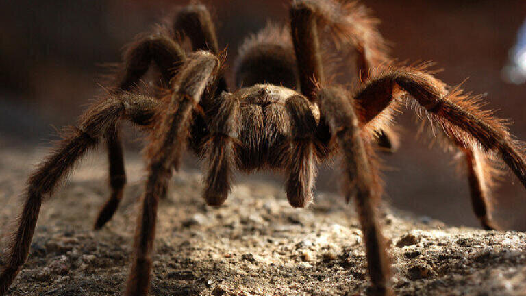 Introducing Johnny Cash the Tarantula
