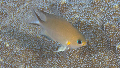 Why Does Noise Pollution Spell Death for Young Fish?