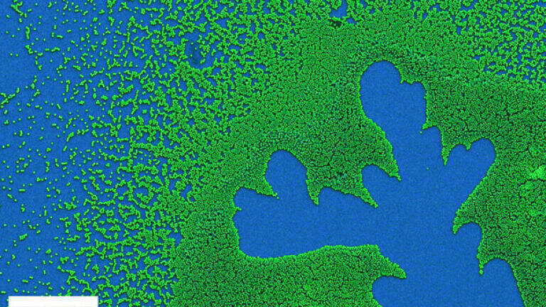 nanoART image contest won by Héctor Corte-Leon