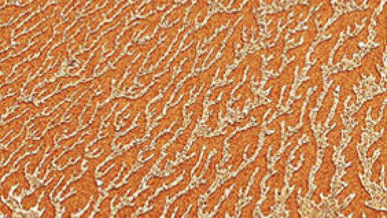 Trails of magnetic particles left behind after wet deposition (false colour)