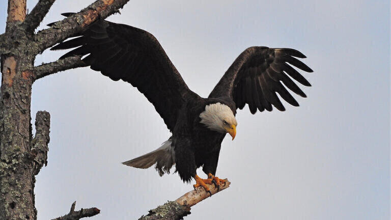 Can Eagles Be Trained to Take Down Drones?