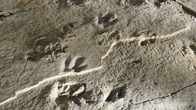 How do Footprints Become Fossils?