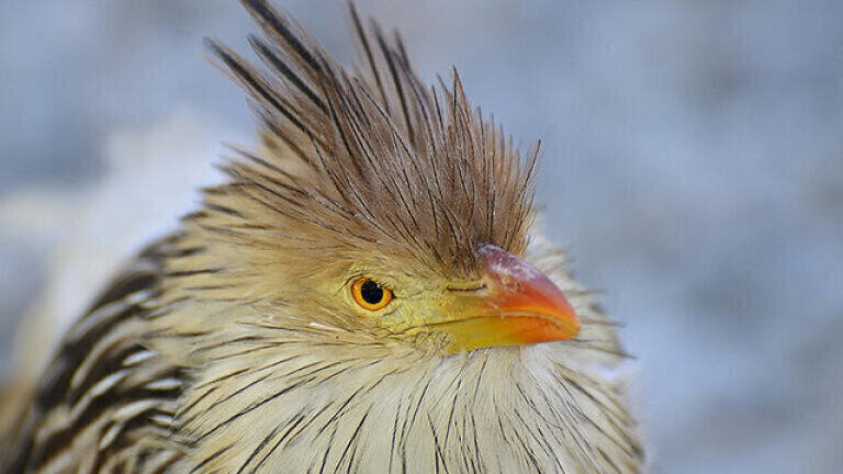 Are Birds as Clever as Apes?