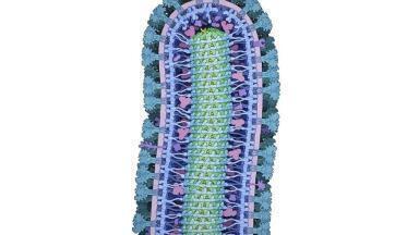 Ebola Virus Illustration Wins 2016 Wellcome Image Awards