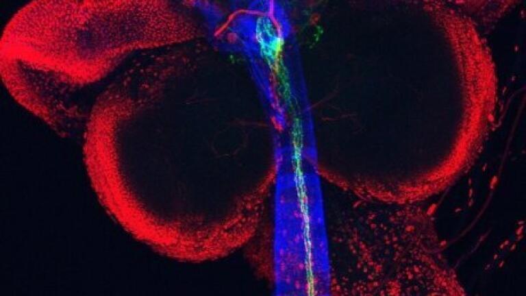 Fruitfly brain -gut system: Dr Dafni Hadjieconomou 