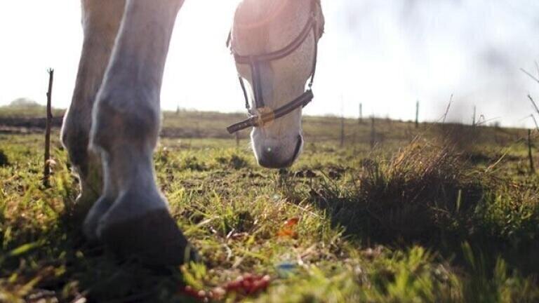 Tracking Hannibal with Ancient Horse Dung
