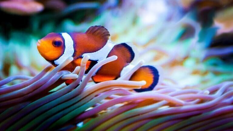 How Has Banning Fishing Helped the Great Barrier Reef?