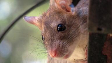 Giant Rats Used to Sniff out Tuberculosis