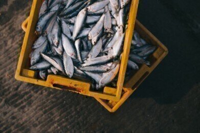 Could Science Save Rapidly Depleting Global Fish Stocks?
