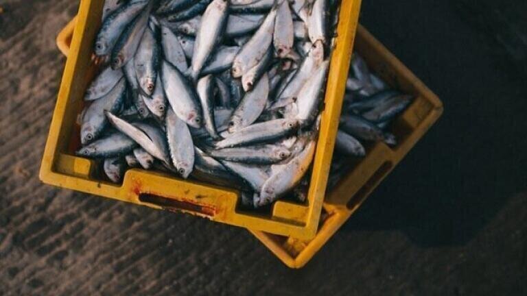 Could Science Save Rapidly Depleting Global Fish Stocks?