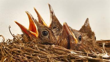 Have Scientists Discovered a Bisexual Bird Commune?