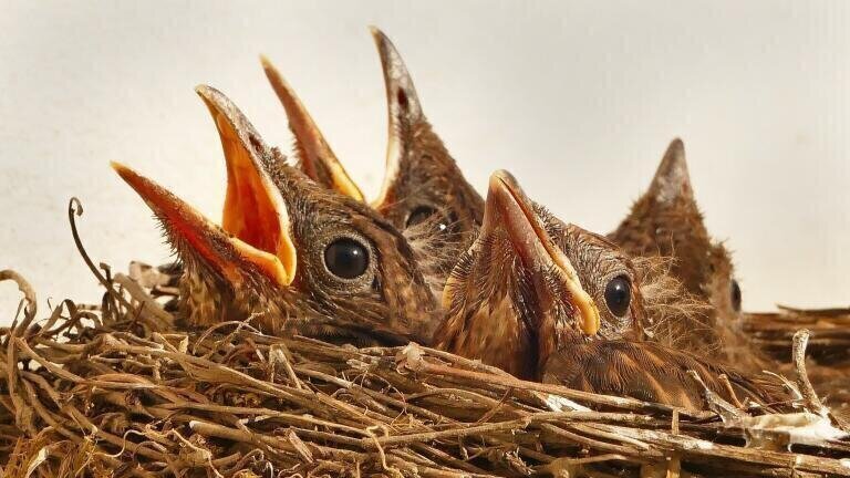 Have Scientists Discovered a Bisexual Bird Commune?