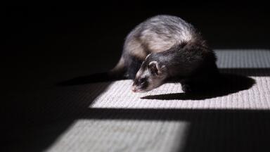 How Did a Weasel Shut Down the £4.8bn Large Hadron Collider?