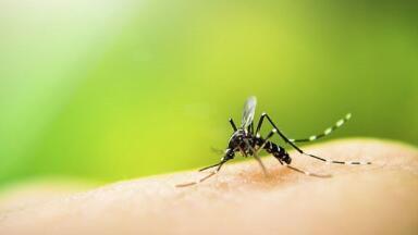 Complete Range of Dengue Virus Proteins for Diagnostic Testing Launched